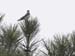 _MG_0119fs