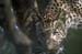 _D7G0293_adj