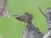 _MG_5969_fs