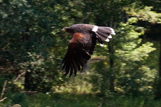 IMG_1051